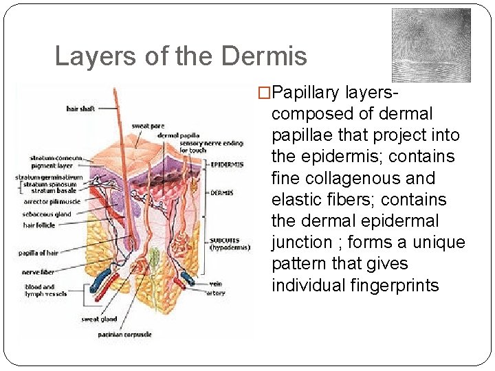 Layers of the Dermis �Papillary layers- composed of dermal papillae that project into the
