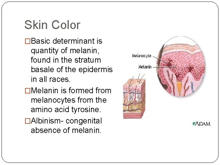 Skin Color �Basic determinant is quantity of melanin, found in the stratum basale of