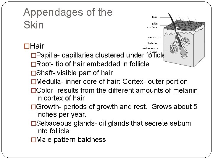 Appendages of the Skin �Hair �Papilla- capillaries clustered under follicle �Root- tip of hair