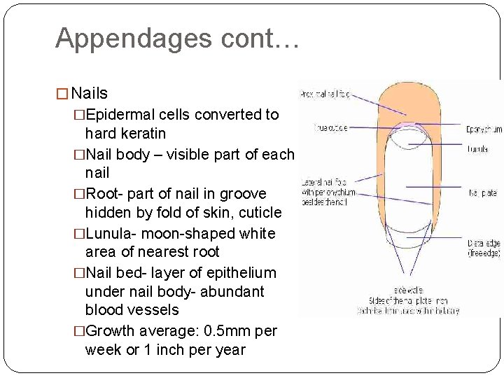 Appendages cont… � Nails �Epidermal cells converted to hard keratin �Nail body – visible