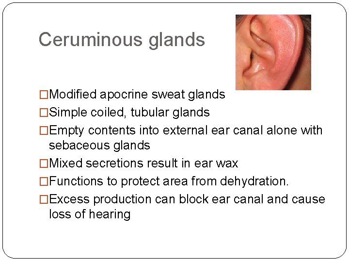 Ceruminous glands �Modified apocrine sweat glands �Simple coiled, tubular glands �Empty contents into external