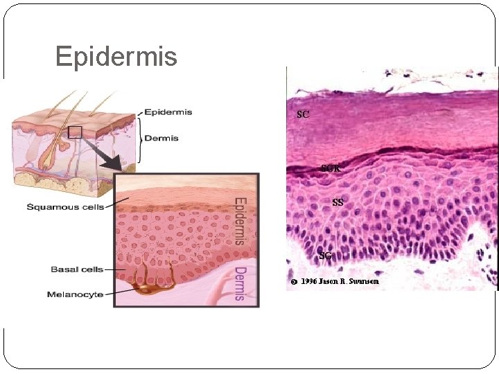 Epidermis 