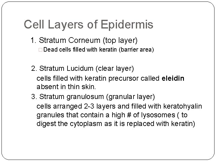 Cell Layers of Epidermis 1. Stratum Corneum (top layer) �Dead cells filled with keratin