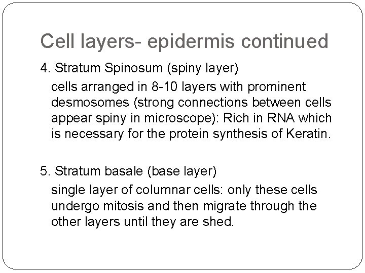 Cell layers- epidermis continued 4. Stratum Spinosum (spiny layer) cells arranged in 8 -10