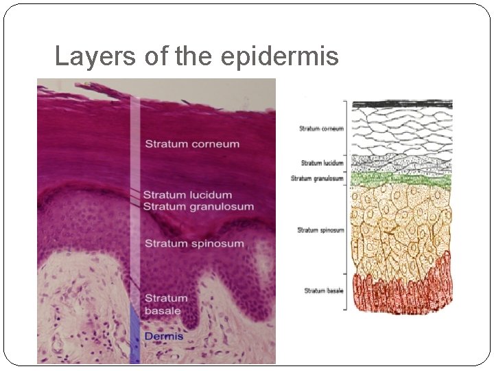 Layers of the epidermis 