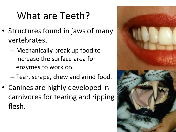 What are Teeth? • Structures found in jaws of many vertebrates. – Mechanically break