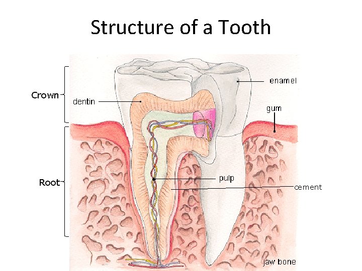 Structure of a Tooth Crown Root cement 