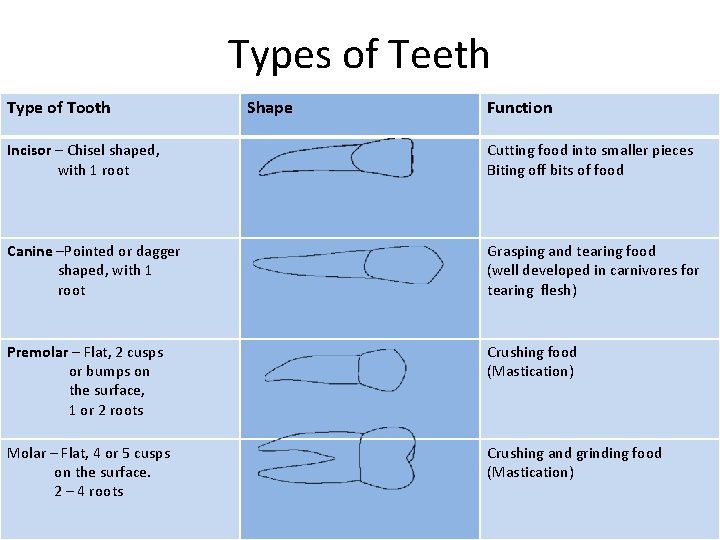 Types of Teeth Type of Tooth Shape Function Incisor – Chisel shaped, with 1