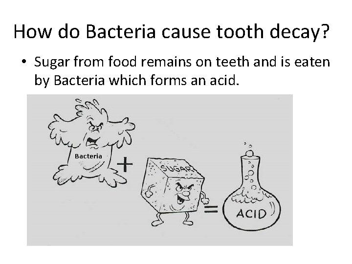 How do Bacteria cause tooth decay? • Sugar from food remains on teeth and