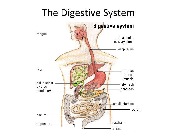 The Digestive System colon rectum anus 