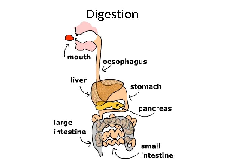 Digestion 