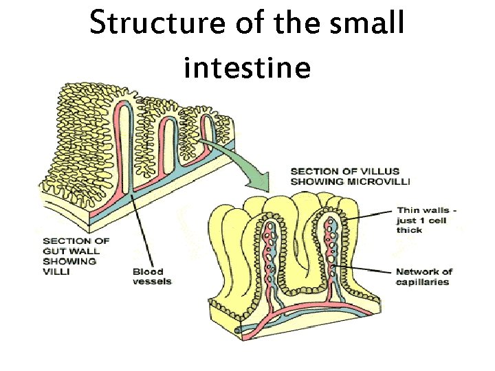Structure of the small intestine 
