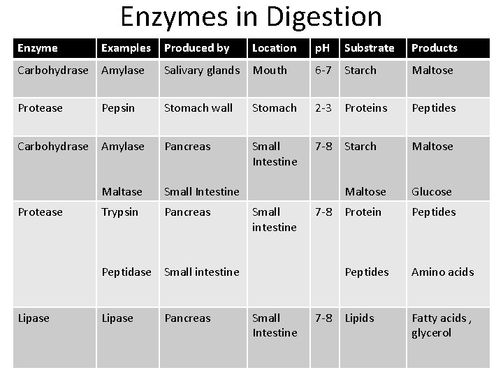 Enzymes in Digestion Enzyme Examples Produced by Location p. H Substrate Products Carbohydrase Amylase