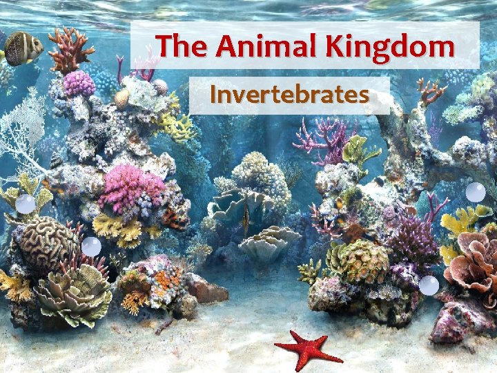 The Animal Kingdom Invertebrates 