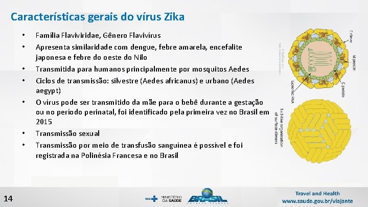 Características gerais do vírus Zika • • 14 Família Flaviviridae, Gênero Flavivírus Apresenta similaridade