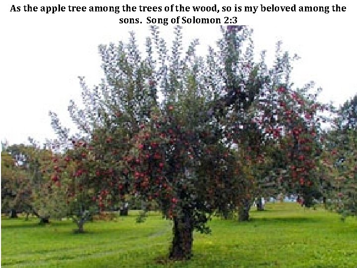 As the apple tree among the trees of the wood, so is my beloved