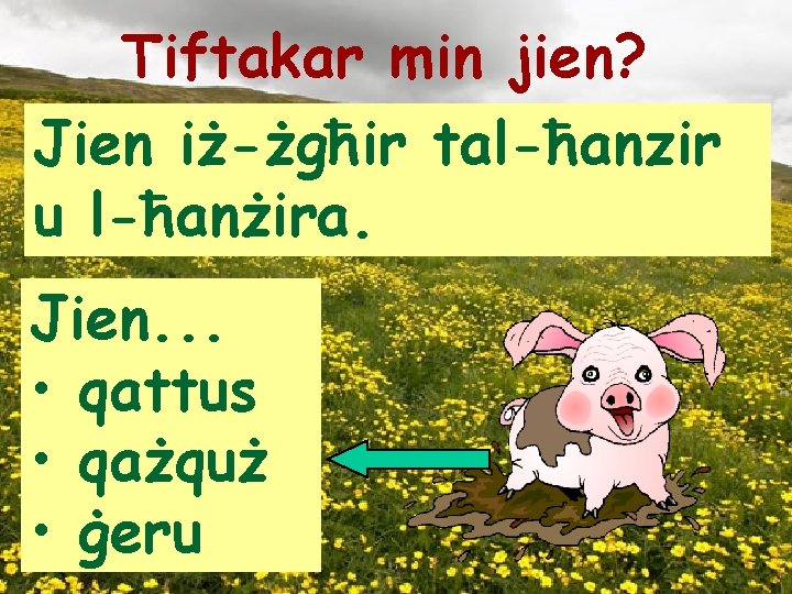 Tiftakar min jien? Jien iż-żgħir tal-ħanzir u l-ħanżira. Jien. . . • qattus •