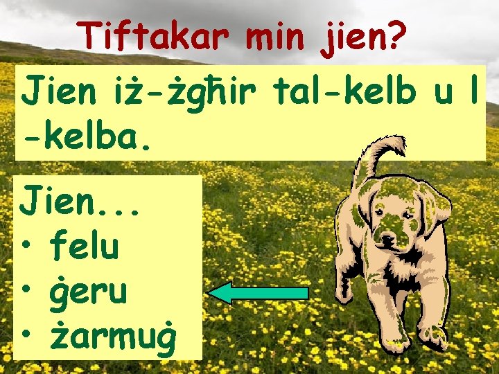 Tiftakar min jien? Jien iż-żgħir tal-kelb u l -kelba. Jien. . . • felu