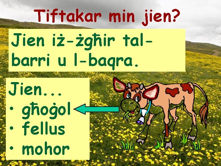 Tiftakar min jien? Jien iż-żgħir talbarri u l-baqra. Jien. . . • għoġol •