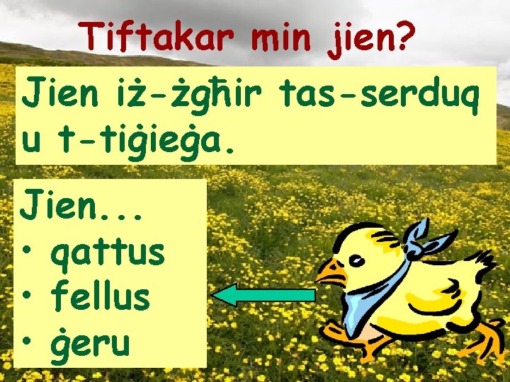 Tiftakar min jien? Jien iż-żgħir tas-serduq u t-tiġieġa. Jien. . . • qattus •