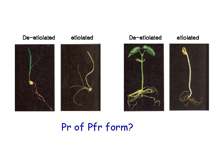 De-etiolated Pr of Pfr form? etiolated 