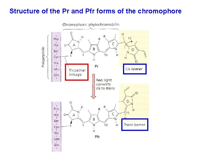 Structure of the Pr and Pfr forms of the chromophore 