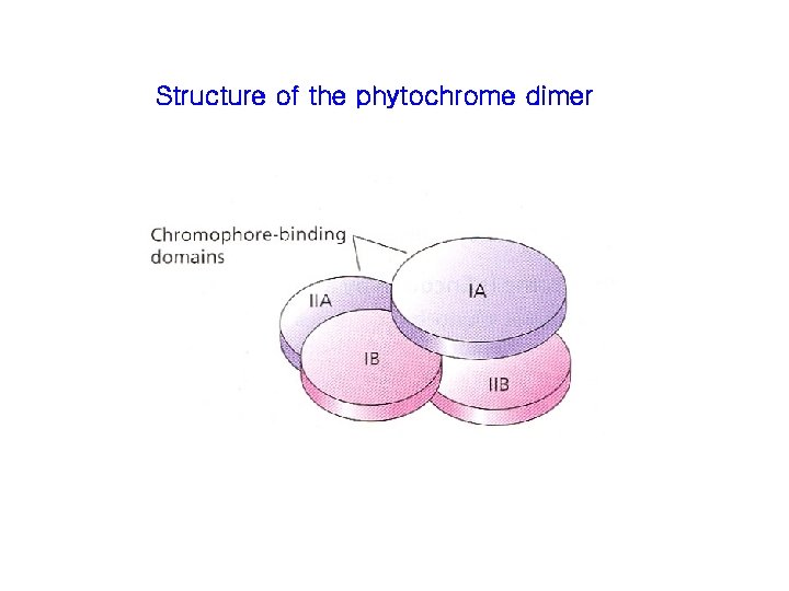 Structure of the phytochrome dimer 