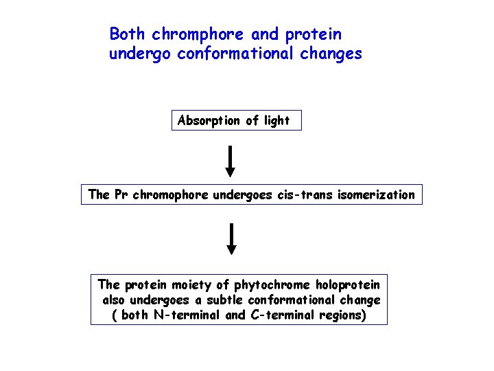 Both chromphore and protein undergo conformational changes Absorption of light The Pr chromophore undergoes