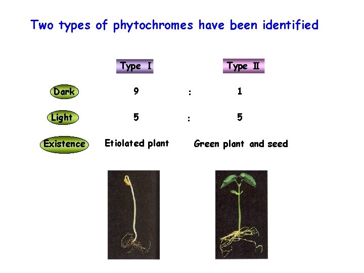 Two types of phytochromes have been identified Type Ⅰ Type Ⅱ Dark 9 :