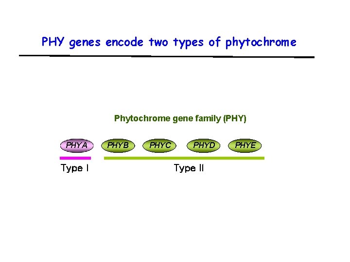 PHY genes encode two types of phytochrome Phytochrome gene family (PHY) PHYA Type I