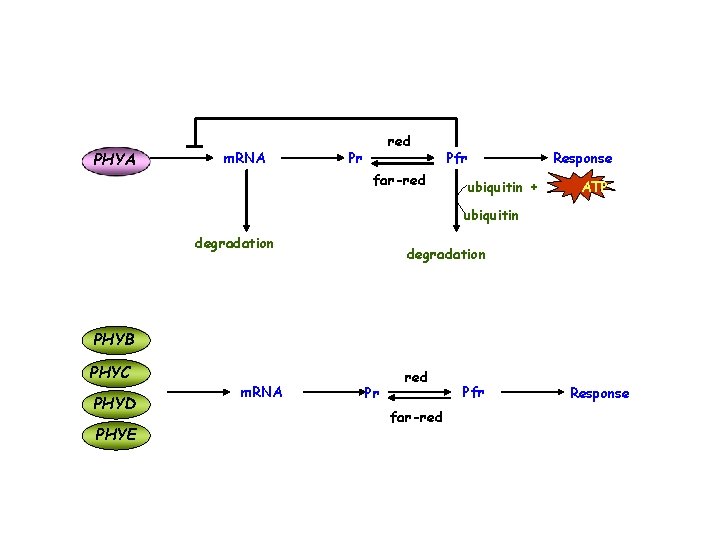 PHYA m. RNA red Pr far-red Pfr ubiquitin + Response ATP ubiquitin degradation PHYB