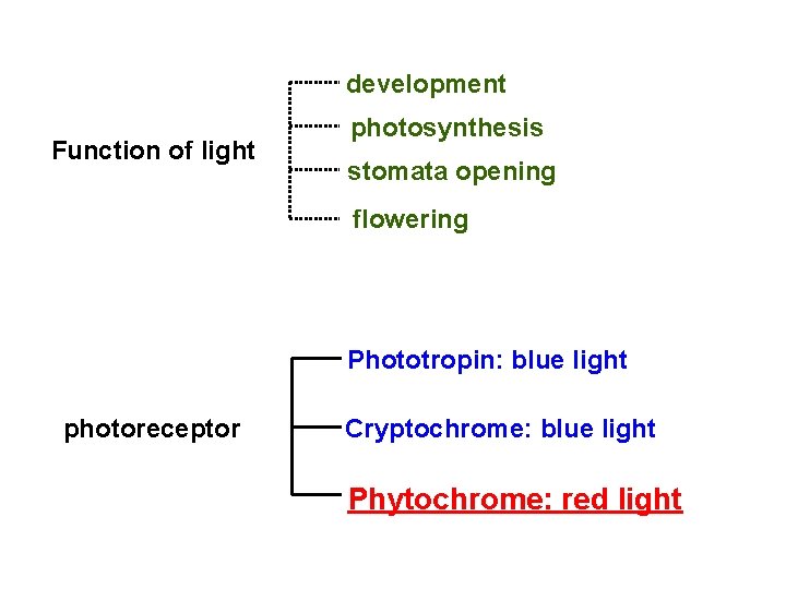 development Function of light photosynthesis stomata opening flowering Phototropin: blue light photoreceptor Cryptochrome: blue