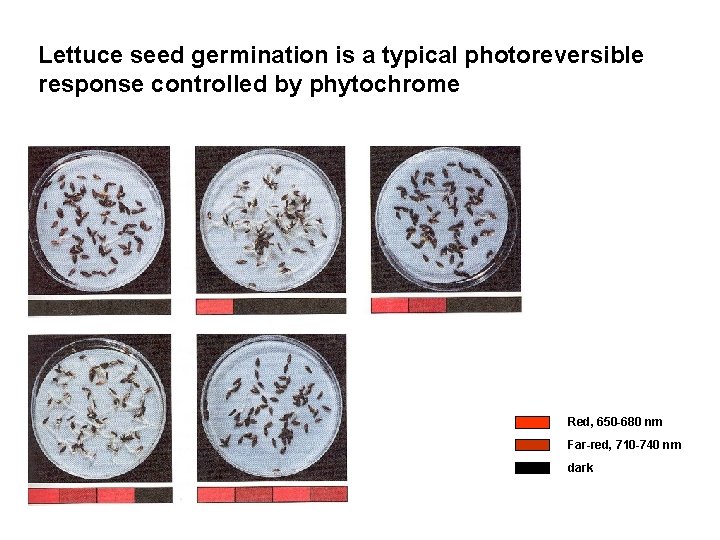 Lettuce seed germination is a typical photoreversible response controlled by phytochrome Red, 650 -680