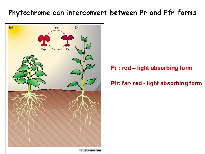 Phytochrome can interconvert between Pr and Pfr forms Pr : red – light absorbing