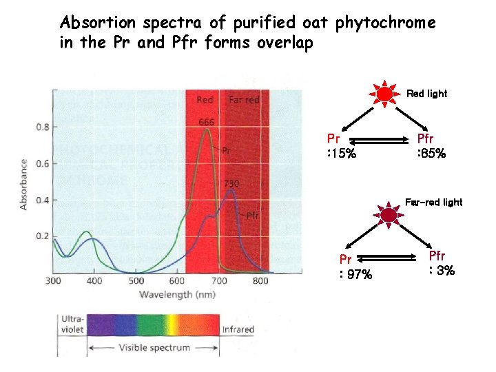 Absortion spectra of purified oat phytochrome in the Pr and Pfr forms overlap Red