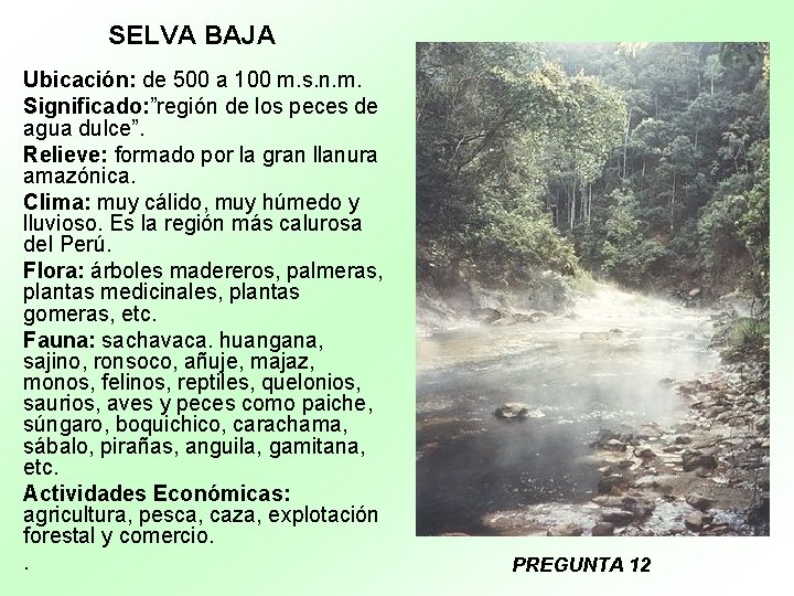 SELVA BAJA Ubicación: de 500 a 100 m. s. n. m. Significado: ”región de