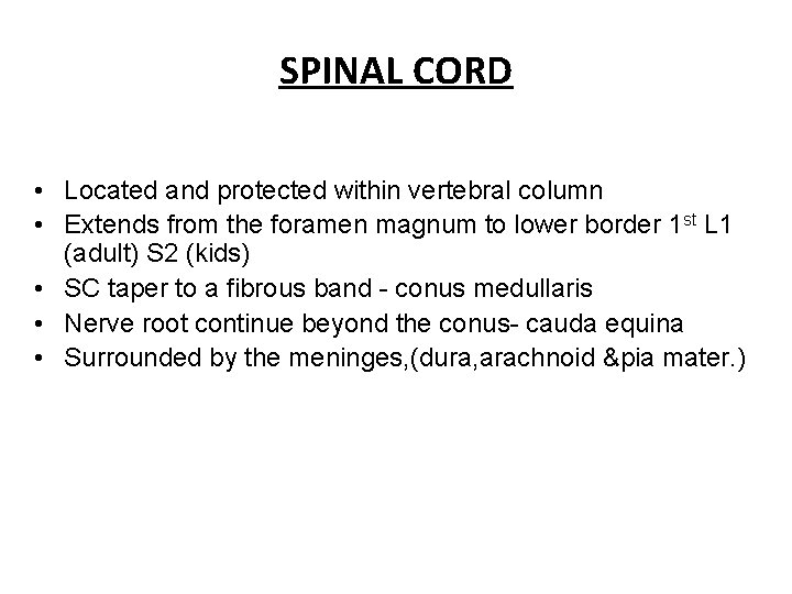 SPINAL CORD • Located and protected within vertebral column • Extends from the foramen