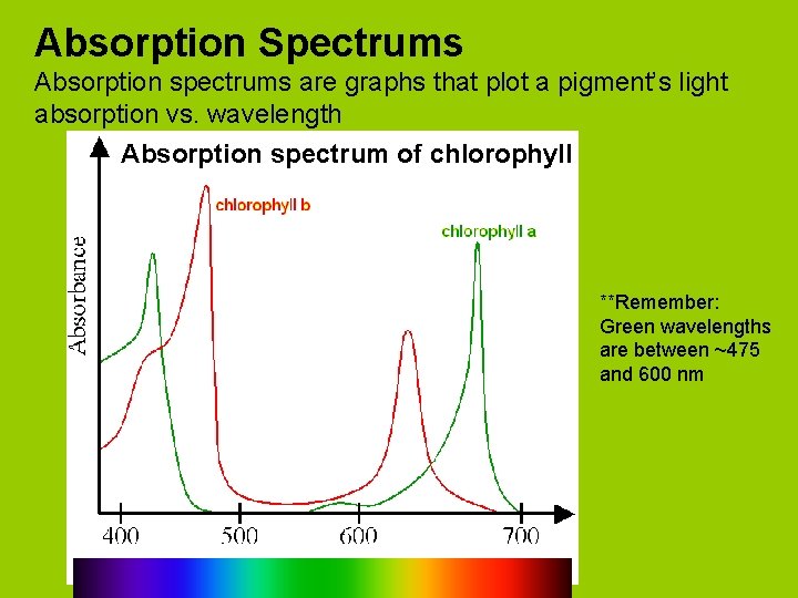 Absorption Spectrums Absorption spectrums are graphs that plot a pigment’s light absorption vs. wavelength