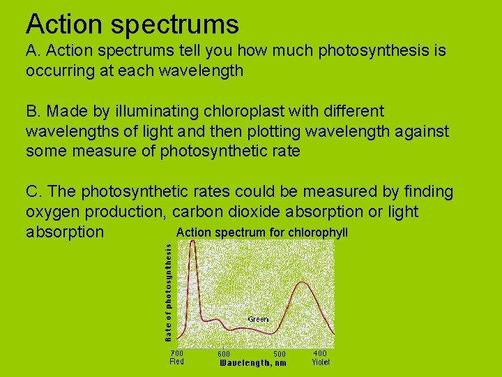 Action spectrums A. Action spectrums tell you how much photosynthesis is occurring at each