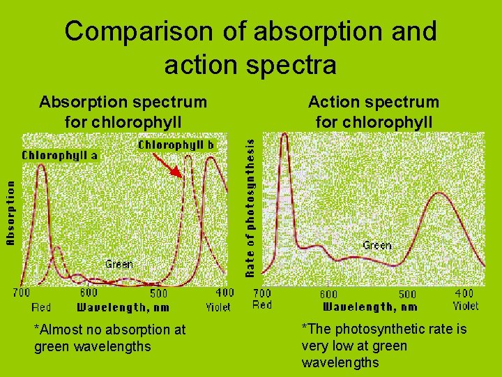 Comparison of absorption and action spectra Absorption spectrum for chlorophyll *Almost no absorption at