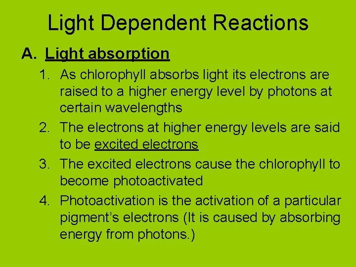 Light Dependent Reactions A. Light absorption 1. As chlorophyll absorbs light its electrons are