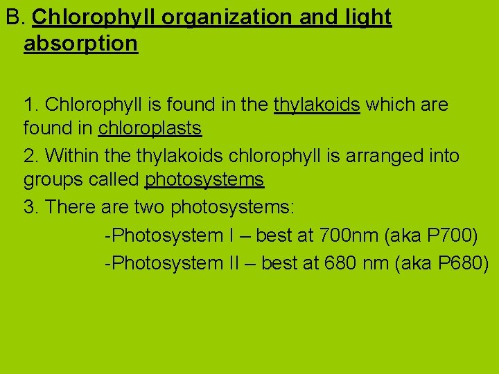 B. Chlorophyll organization and light absorption 1. Chlorophyll is found in the thylakoids which