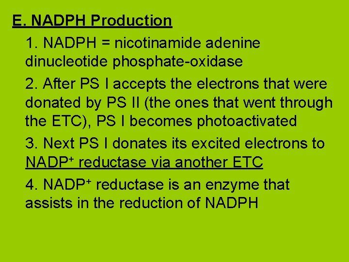 E. NADPH Production 1. NADPH = nicotinamide adenine dinucleotide phosphate-oxidase 2. After PS I