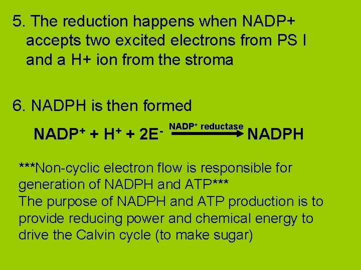 5. The reduction happens when NADP+ accepts two excited electrons from PS I and