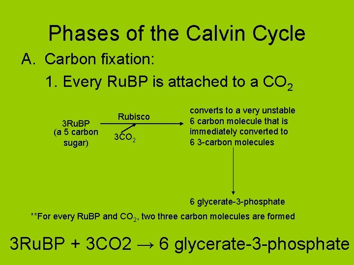 Phases of the Calvin Cycle A. Carbon fixation: 1. Every Ru. BP is attached