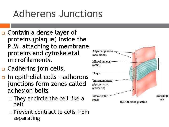 Adherens Junctions Contain a dense layer of proteins (plaque) inside the P. M. attaching Adherens Junctions Contain a dense layer of proteins (plaque) inside the P. M. attaching