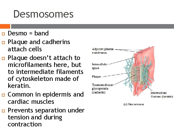 Desmosomes Desmo = band Plaque and cadherins attach cells Plaque doesn’t attach to microfilaments Desmosomes Desmo = band Plaque and cadherins attach cells Plaque doesn’t attach to microfilaments