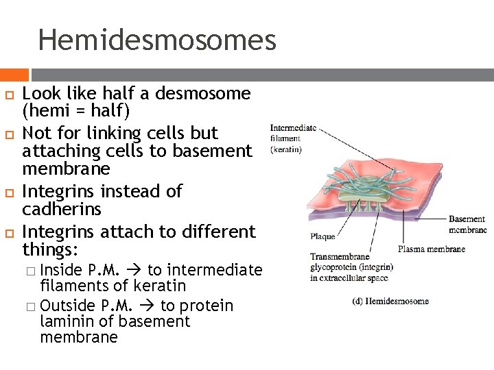 Hemidesmosomes Look like half a desmosome (hemi = half) Not for linking cells but Hemidesmosomes Look like half a desmosome (hemi = half) Not for linking cells but