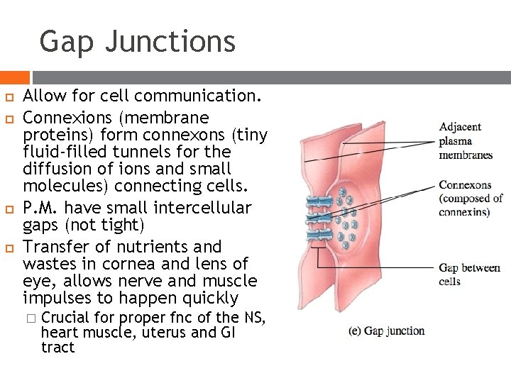 Gap Junctions Allow for cell communication. Connexions (membrane proteins) form connexons (tiny fluid-filled tunnels Gap Junctions Allow for cell communication. Connexions (membrane proteins) form connexons (tiny fluid-filled tunnels