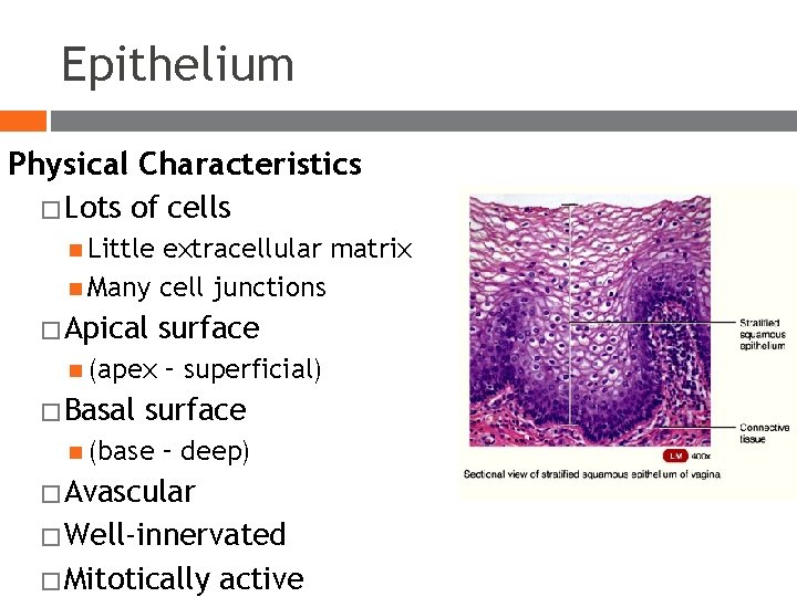 Epithelium Physical Characteristics � Lots of cells Little extracellular matrix Many cell junctions � Epithelium Physical Characteristics � Lots of cells Little extracellular matrix Many cell junctions �